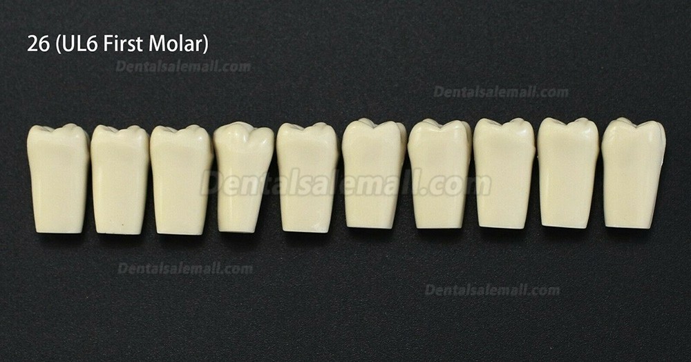 10Pcs/lot Dental Typodont Teeth Replacement Teeth Compatible with Columbia 860